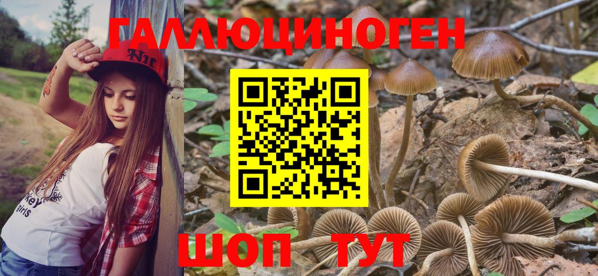 Псилоцибиновые грибы Cubensis Вольск